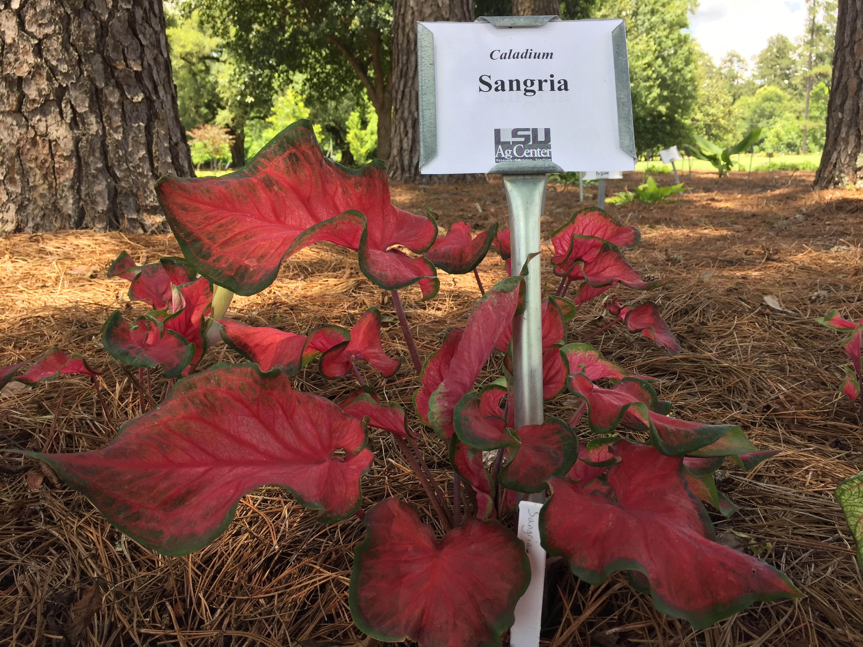 Sangria caladium