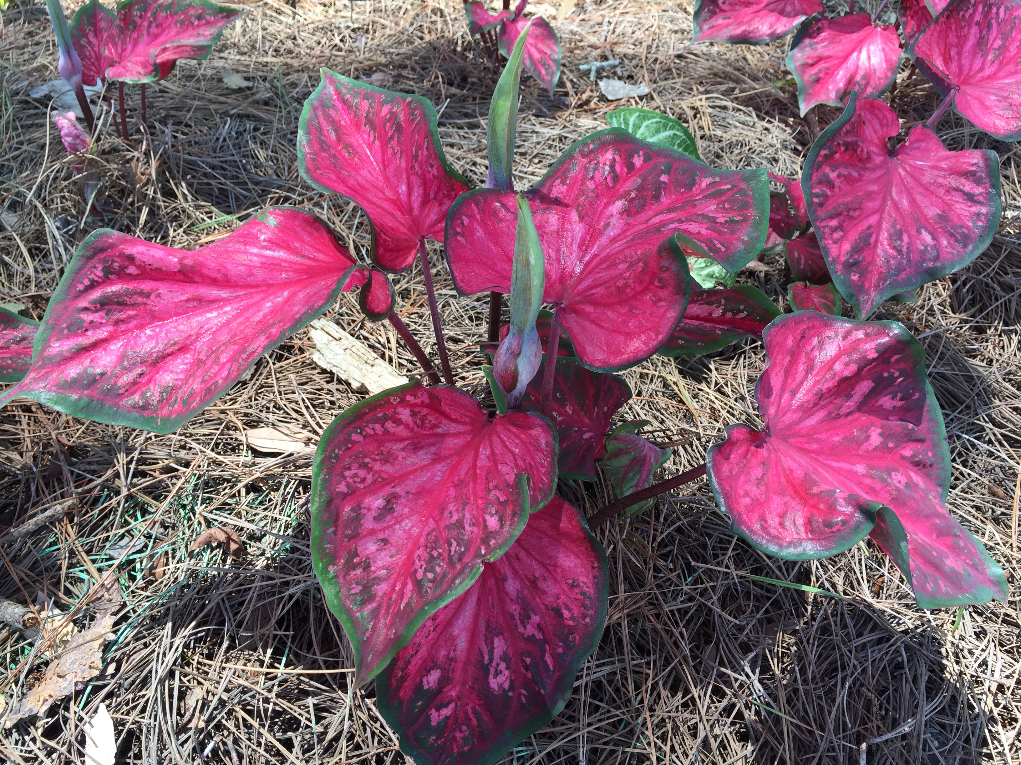 Scarlet Flame caladium