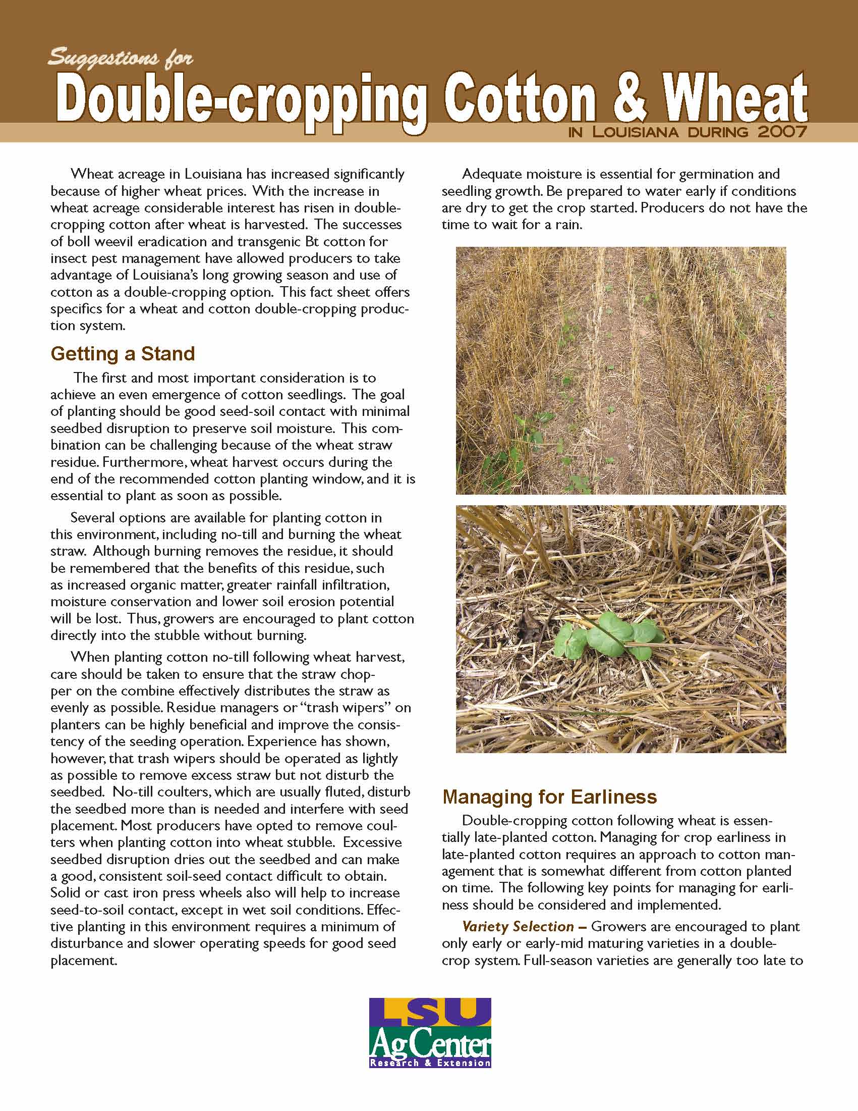 Double-cropping Cotton and Wheat in Louisiana