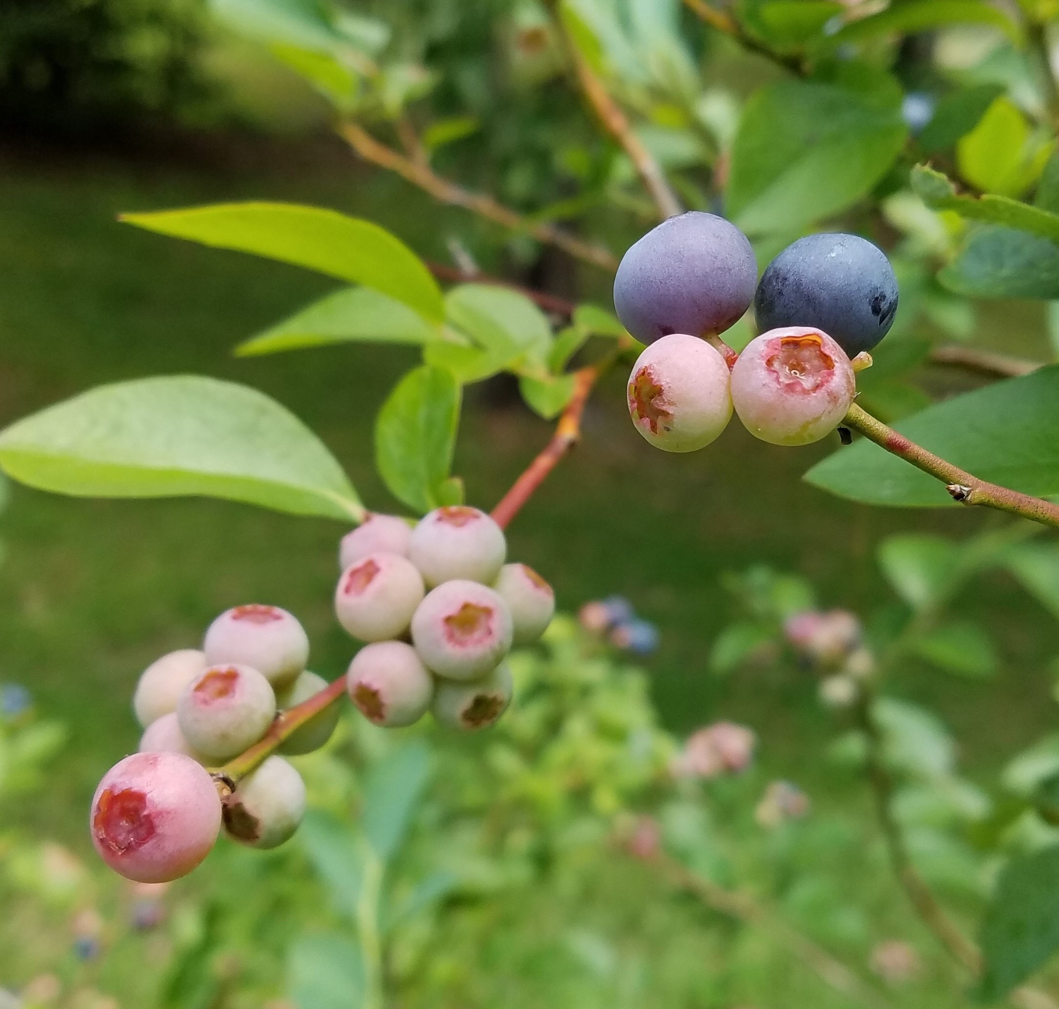 Pruning and Fertilizing Blackberries and Blueberries During the Summer