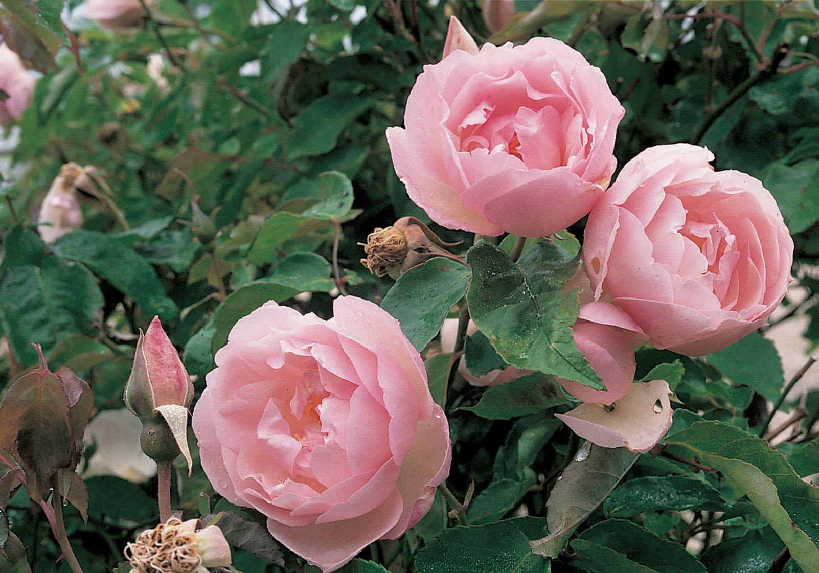 Earth-Kind roses are low-maintenance options