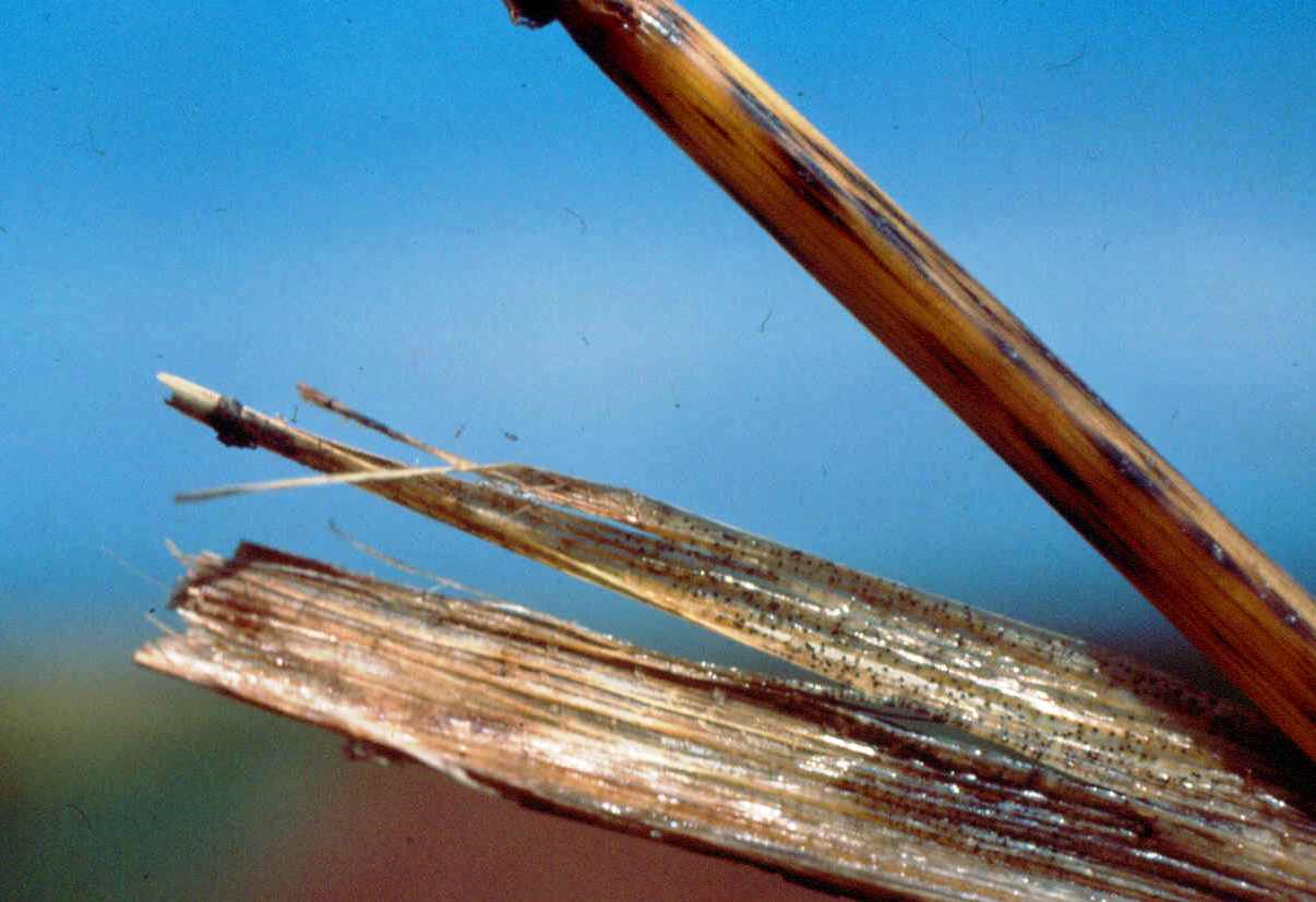 Sclerotia (Signs) Imbedded In Sheath Tissues