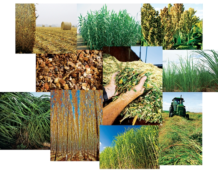 Seeking Biomass Feedstocks That Can Compete