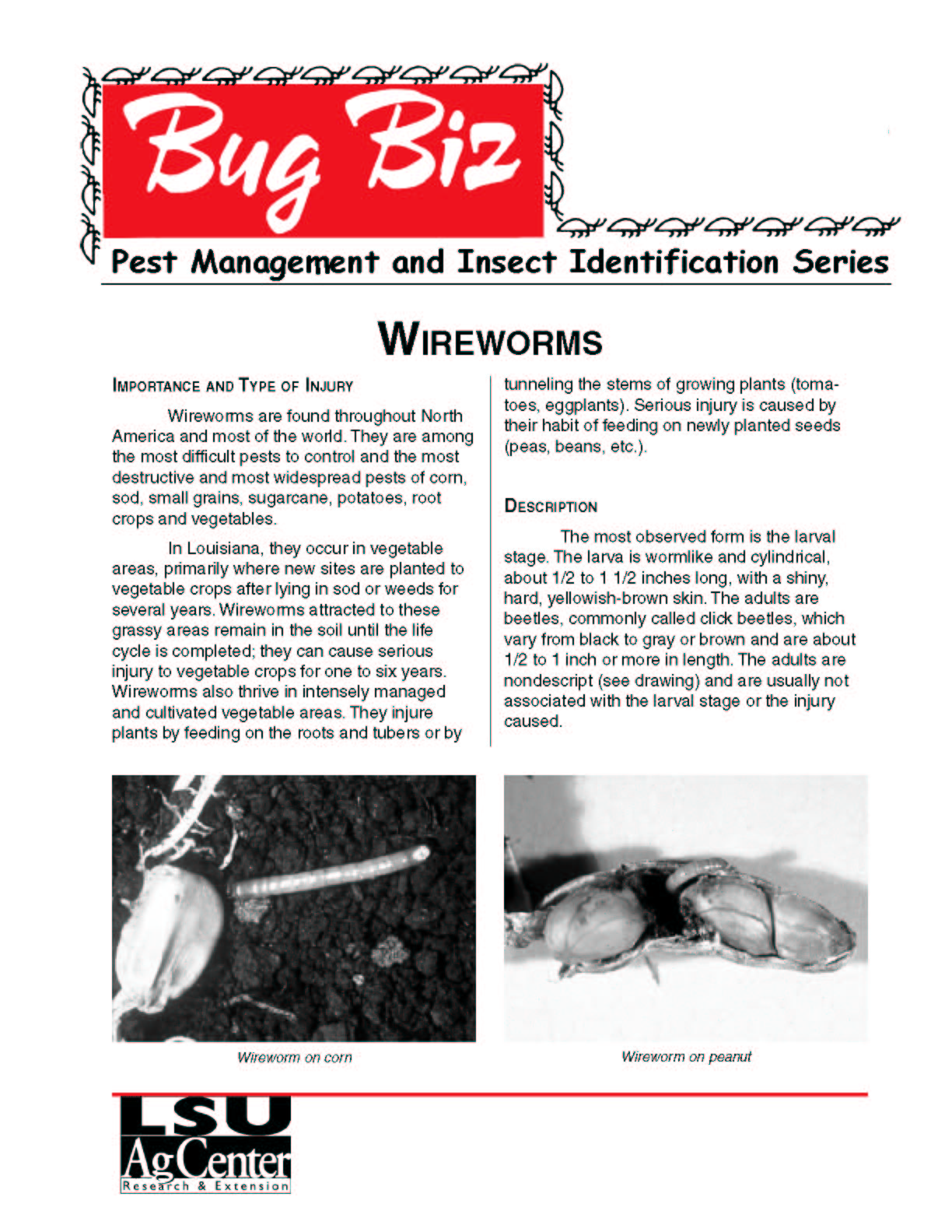Bug Biz: Wireworms