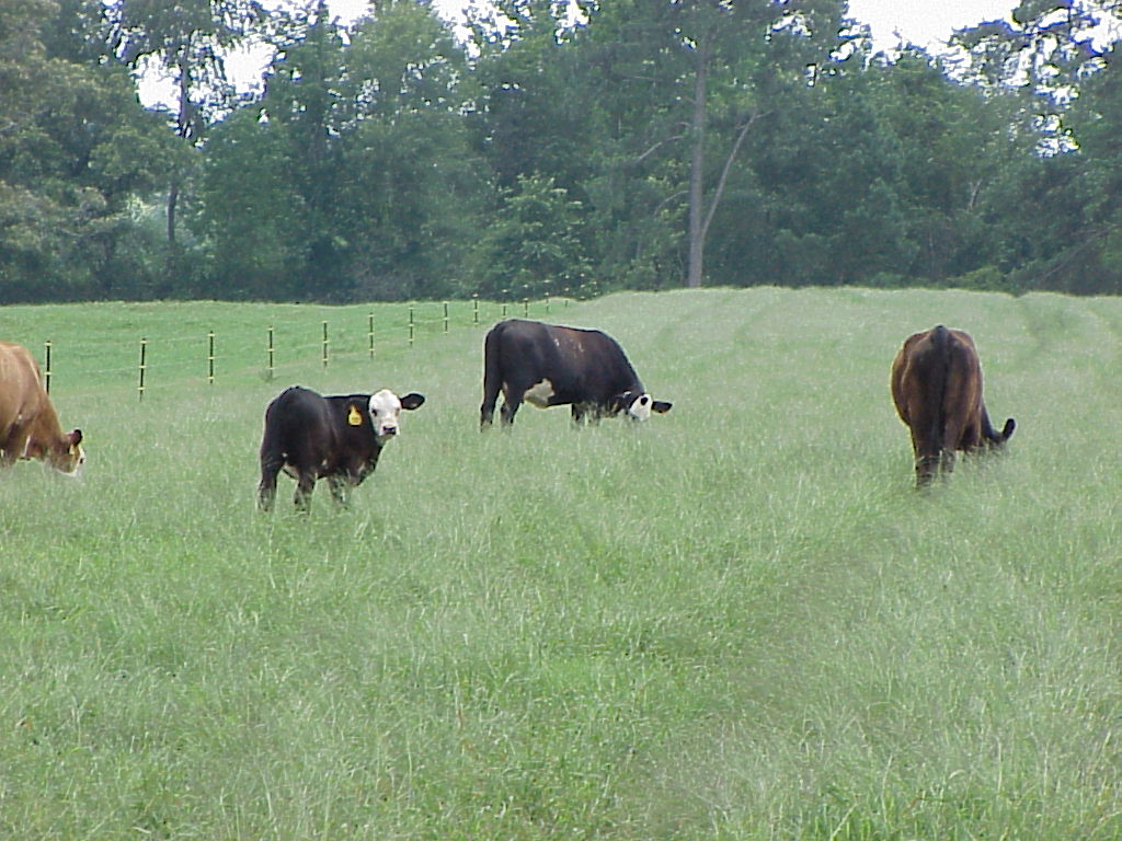 Does Ryegrass Variety Matter in a Beef Stocker Program?
