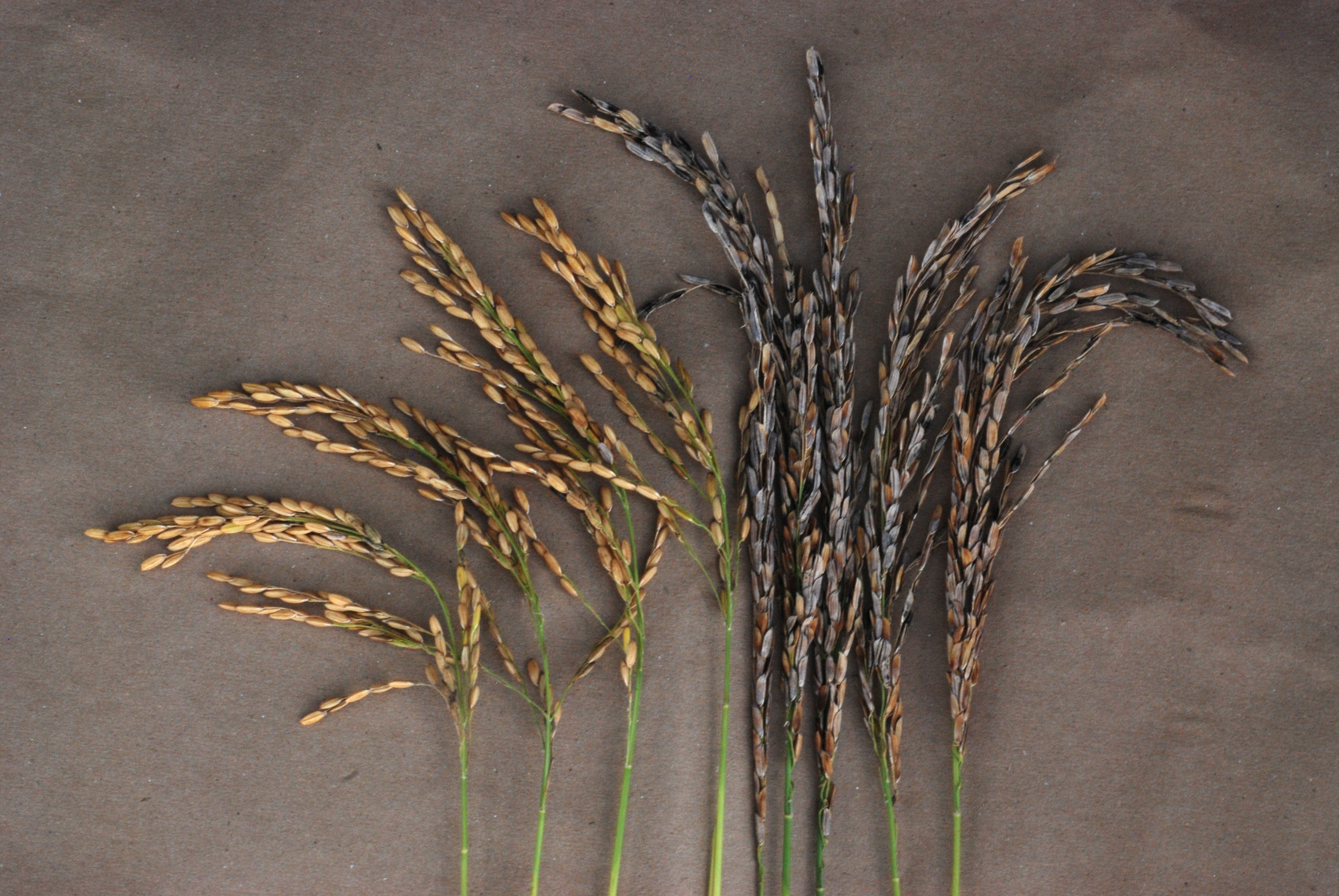 Panicle Blight Resistant and Susceptible Varieties