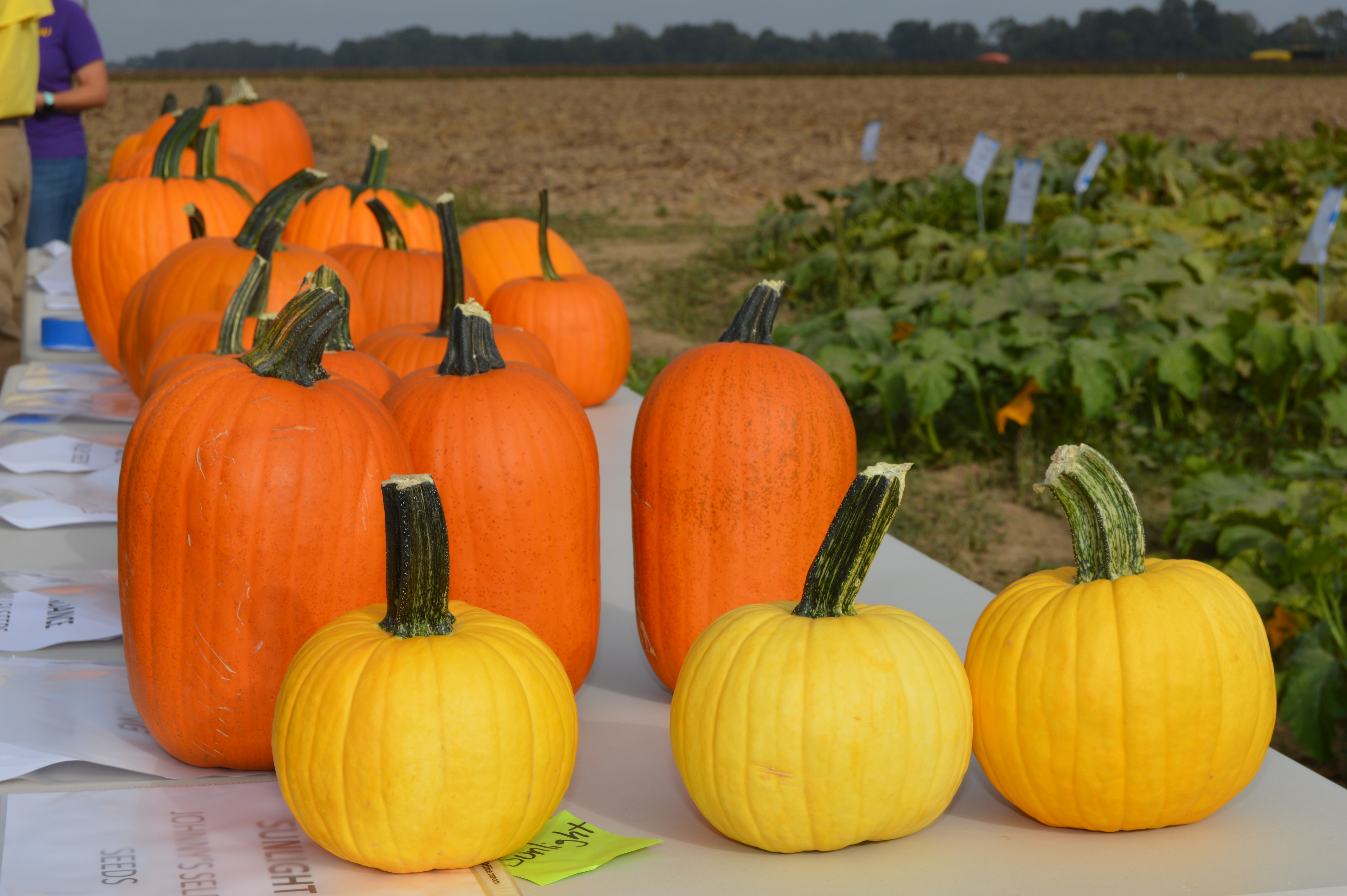 2016 LSU AgCenter Pumpkin Variety Results