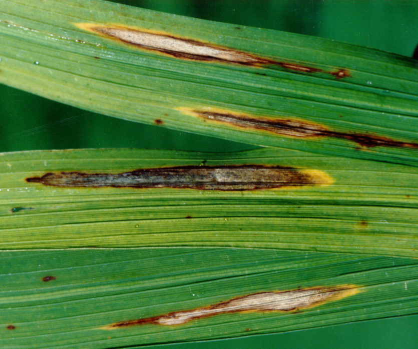 Blast Leaf Lesions