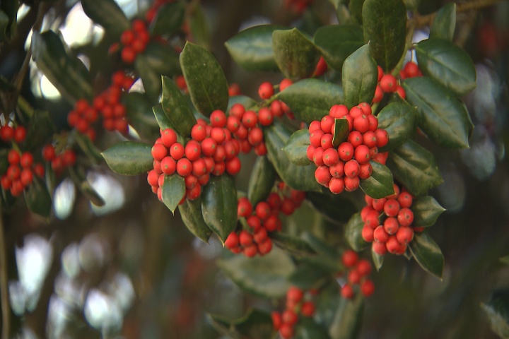 Burford holly trees color winter landscapes