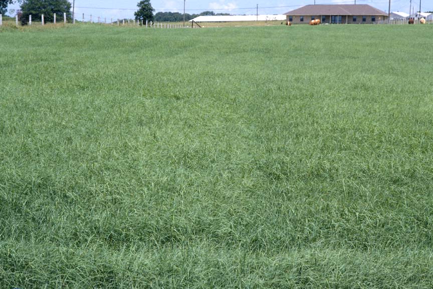 Evaluation of Grazing Methods with Bermudagrass Pastures for Stocker Production
