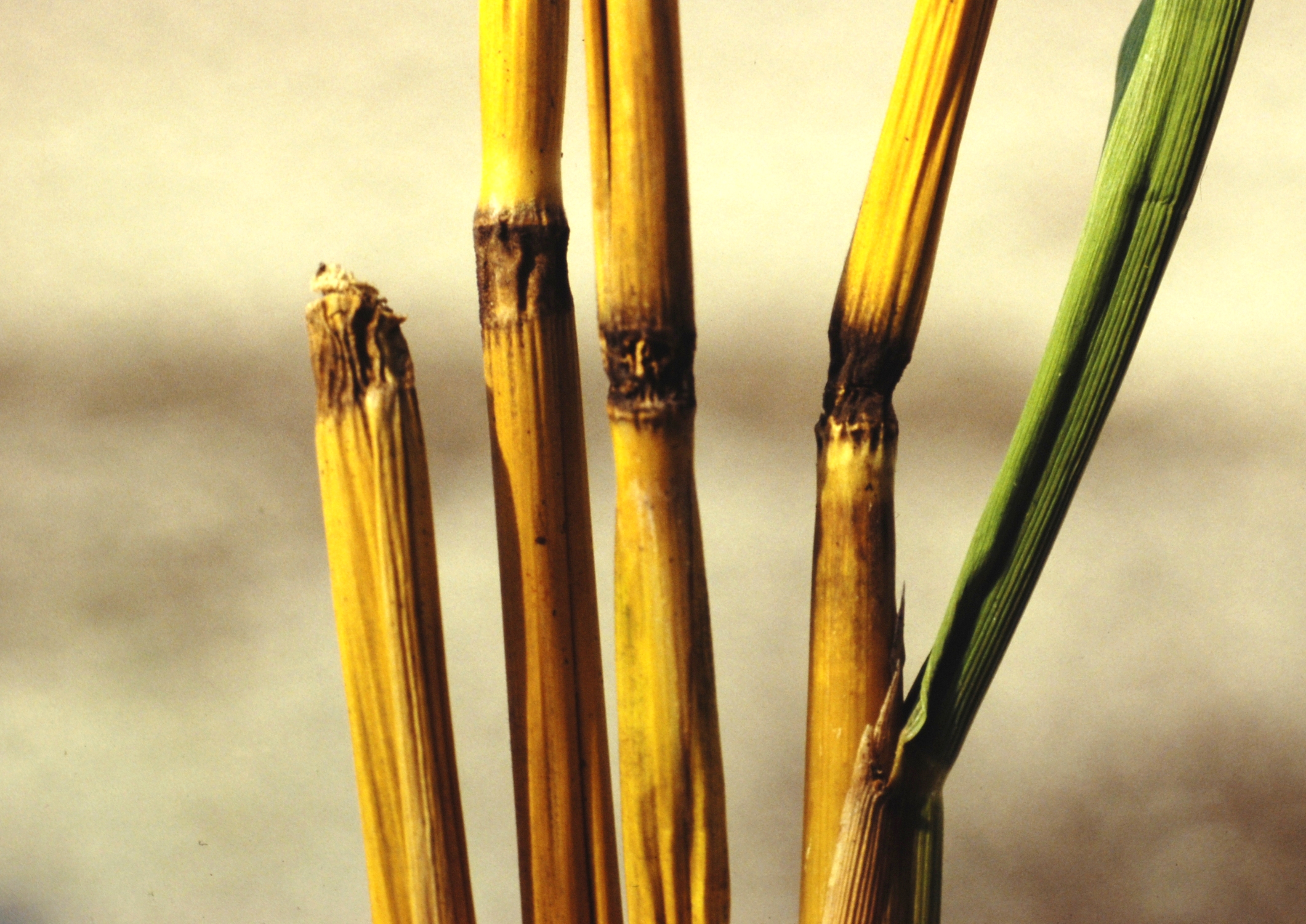 Dark Shriveled Rice Stem Nodes
