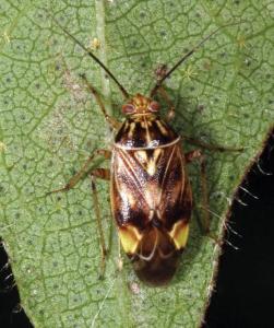 Tarnished Plant Bug Numbers Increasing