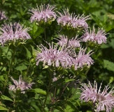 fig_2_Monarda_fistulosa.jpg thumbnail