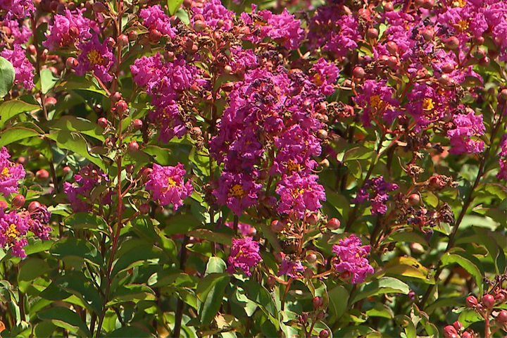 Crape myrtles come in different colors and sizes