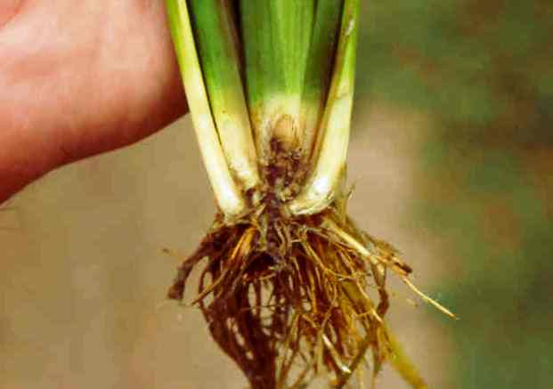 Foot Rot Symptoms