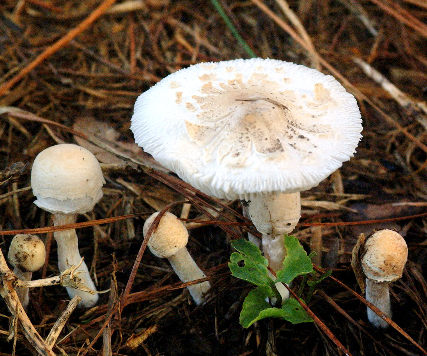 Mushrooms Moldy Foods Dangerous For Dogs