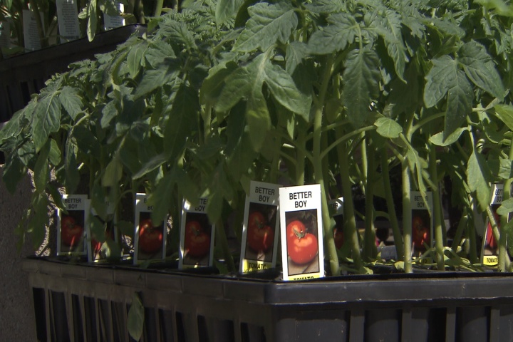 Choosing the best tomato transplants