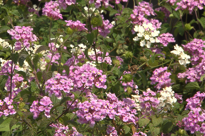 Lantana montevidensis provides spring & summer color