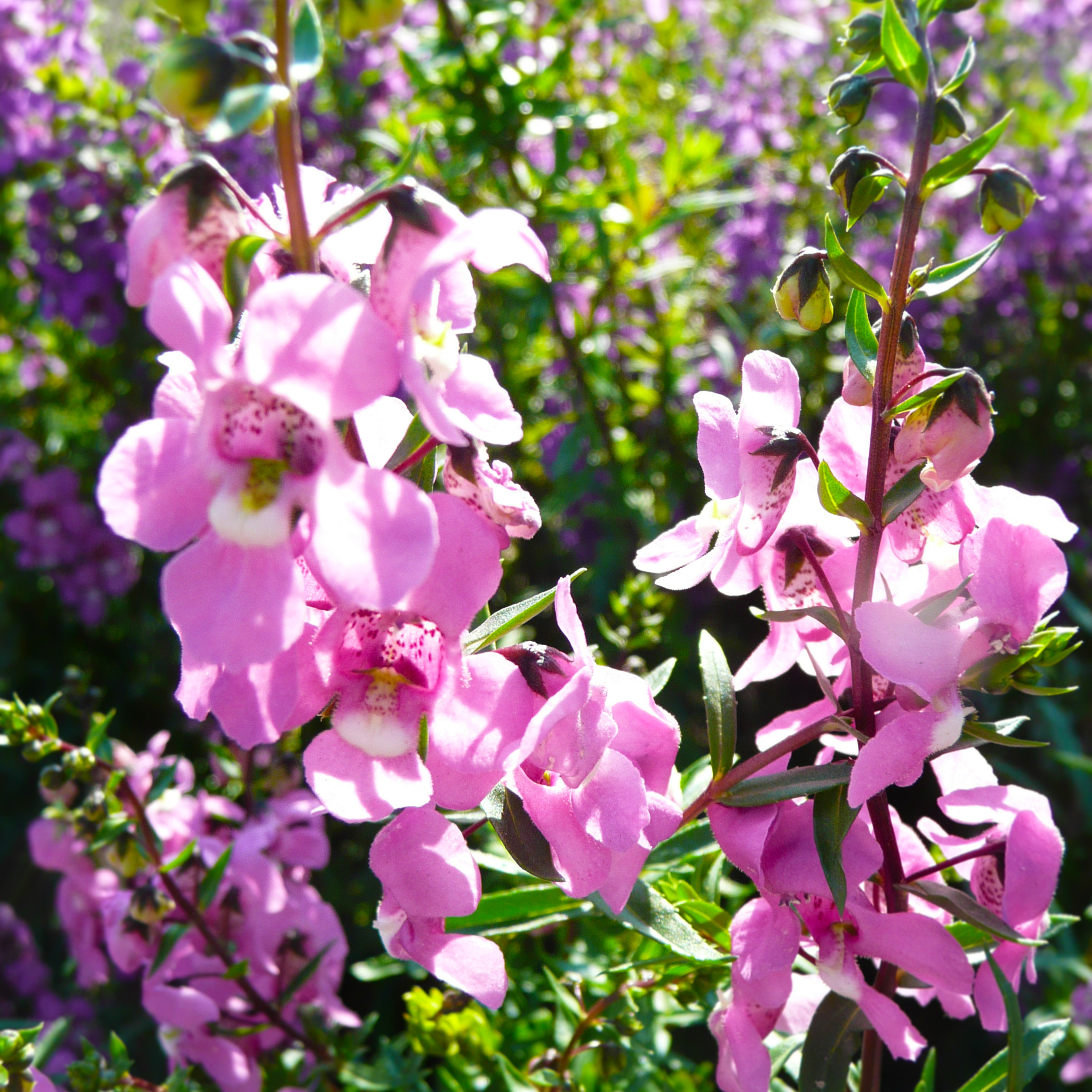 SerenaAngeloniaFlowerCloseUps2-2jpg.jpg thumbnail