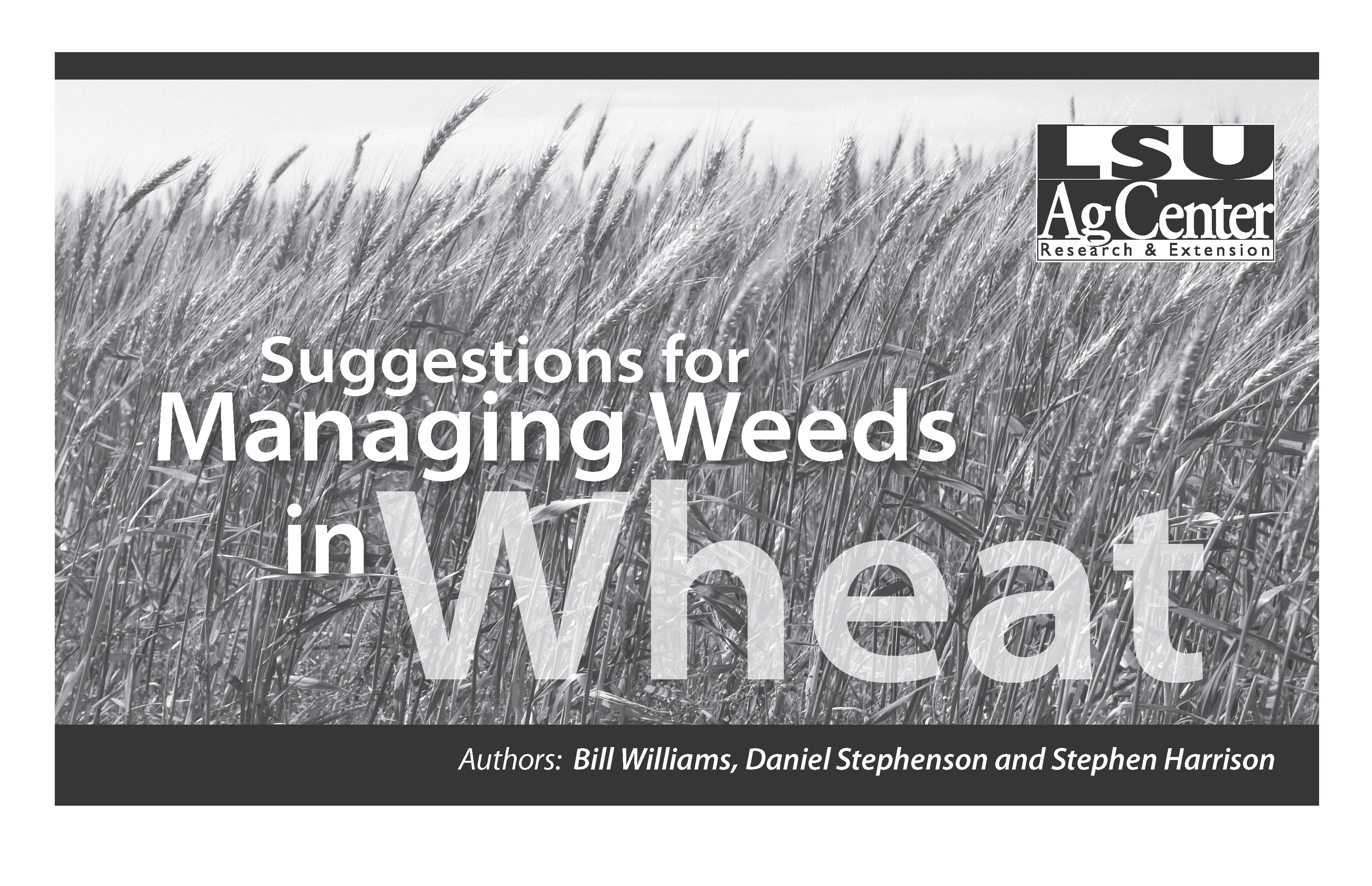 Suggestions for Managing Weeds in Wheat