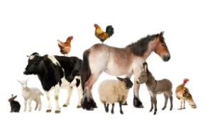 2022 LSU AgCenter State Livestock Show  Market and Commercial Validation Procedure