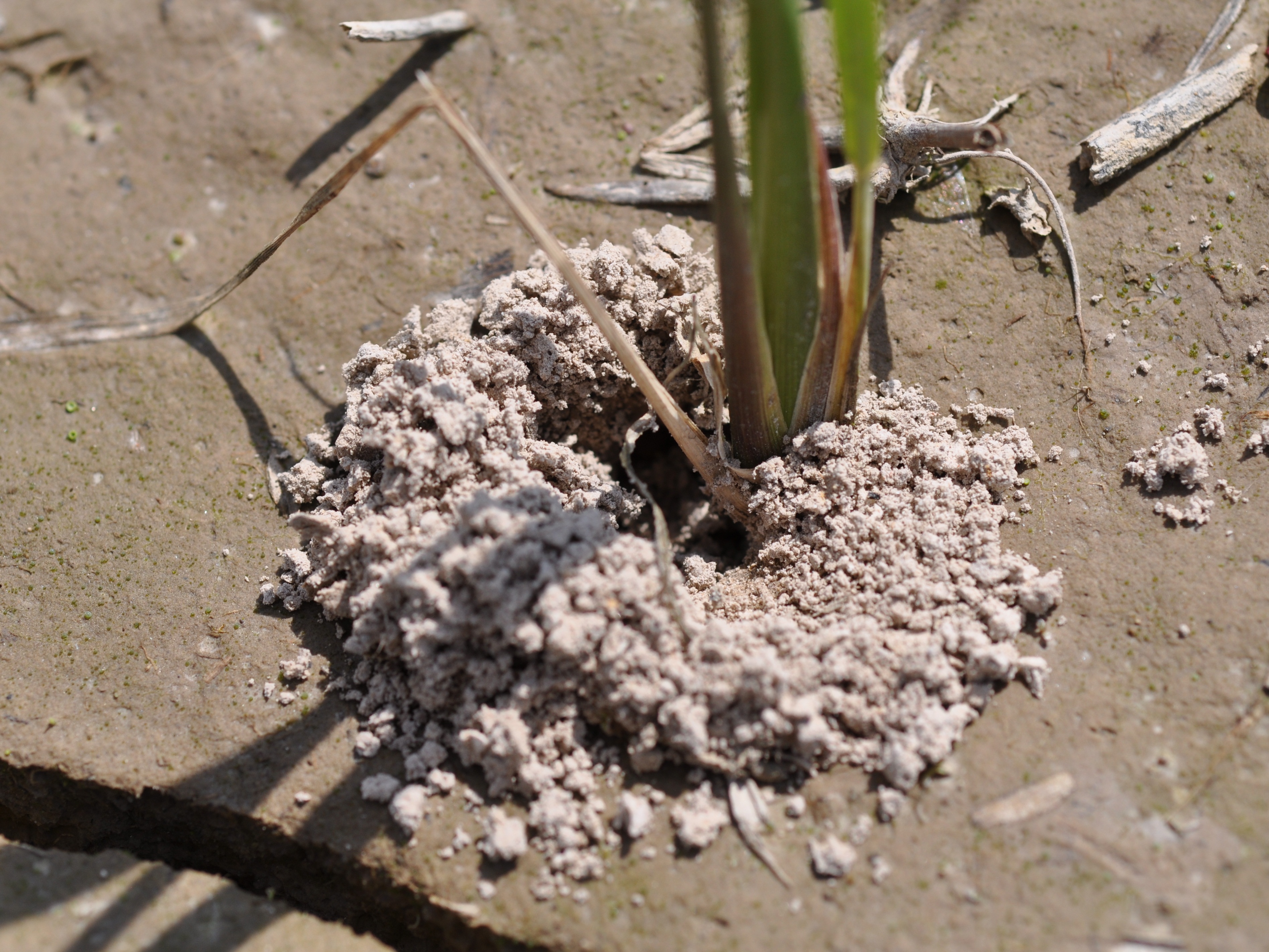 Sugarcane Beetle Burrowing Signs 3