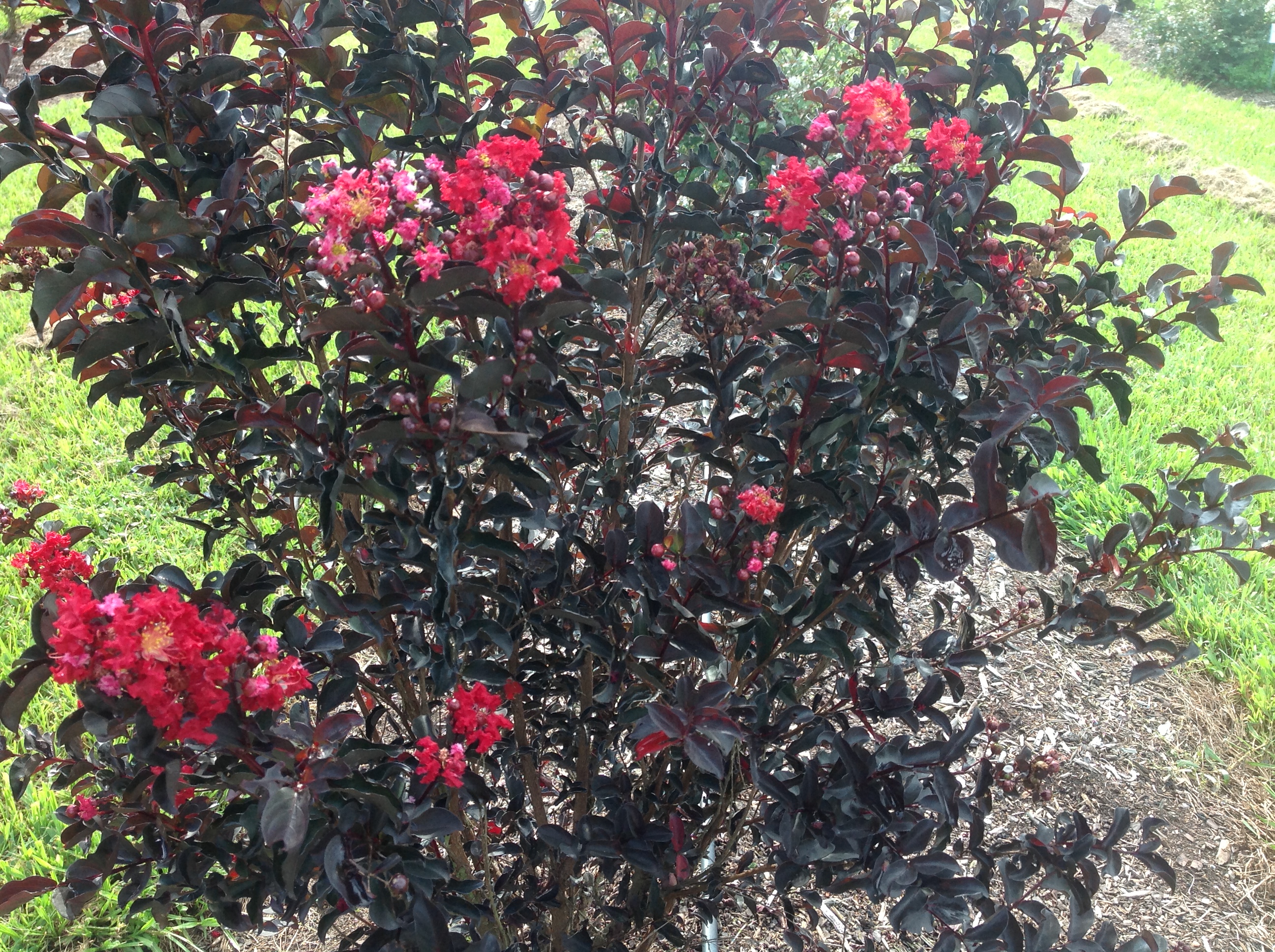 Crape myrtles highlight summer landscapes