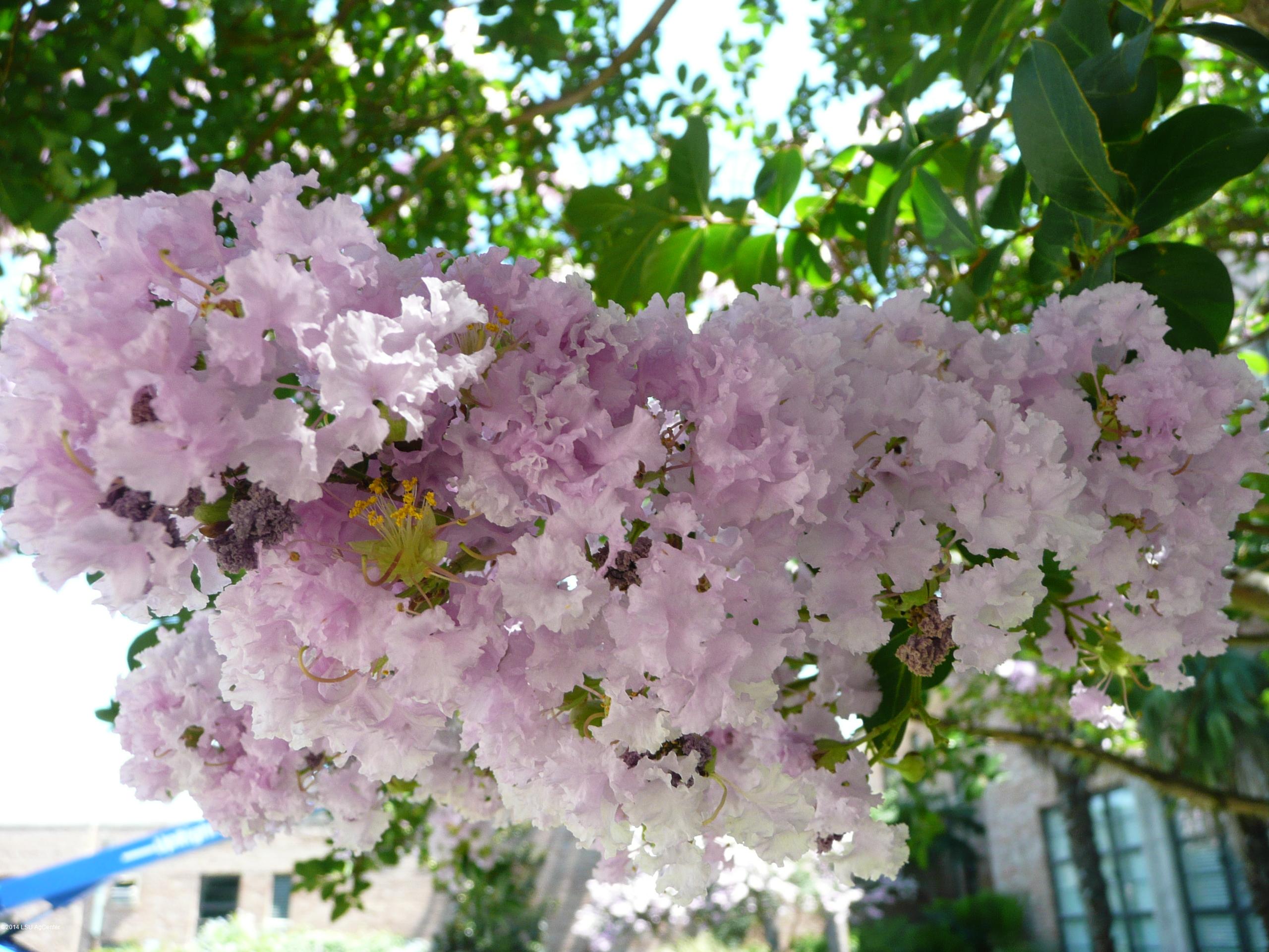 crape myrtle blossoms