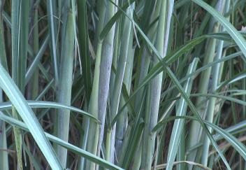 Louisiana sugarcane crop toughs excess rain and pests 
