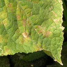 plant-disease-mgmt-PTjpg