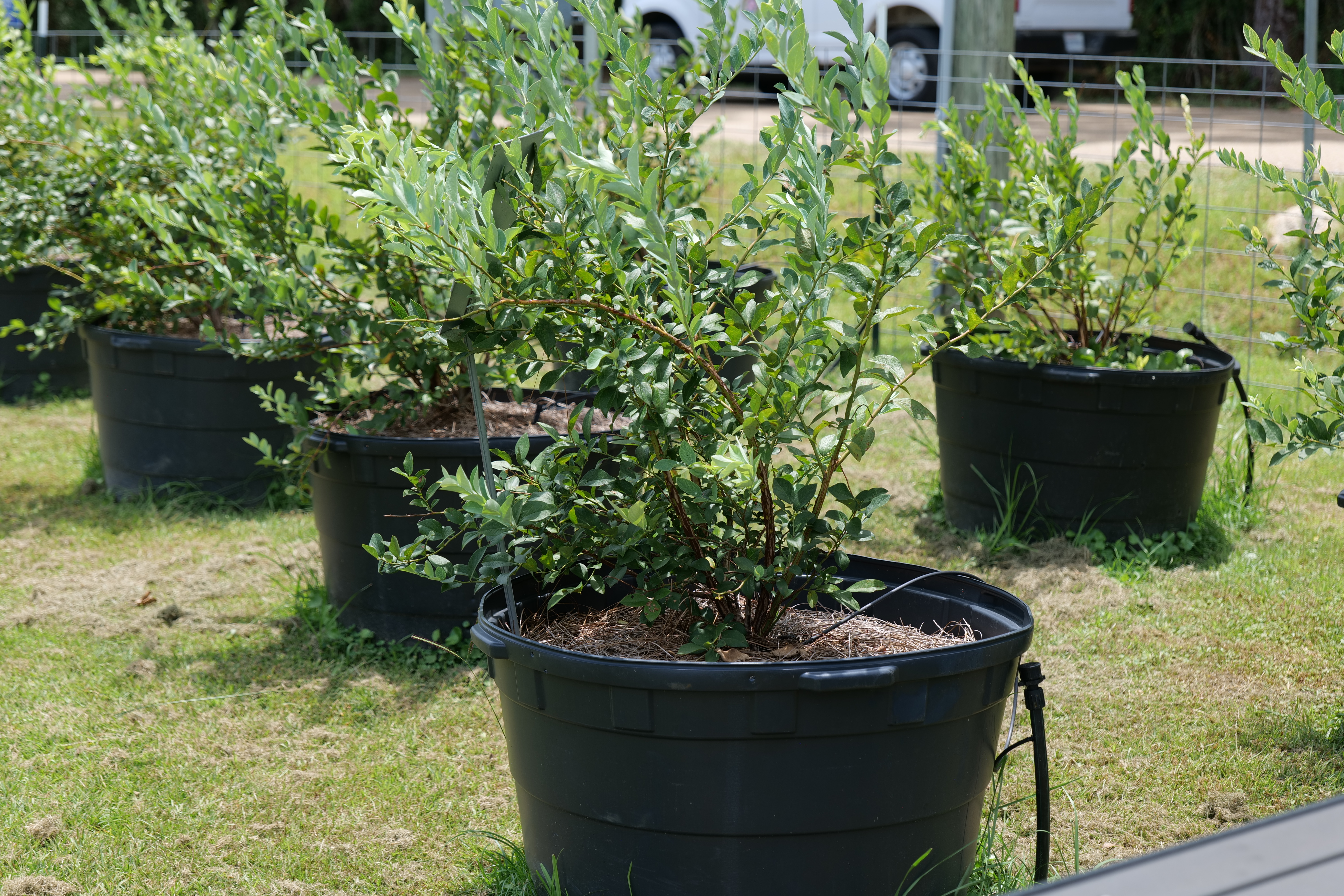 Containers: An easy solution to many gardening conundrums