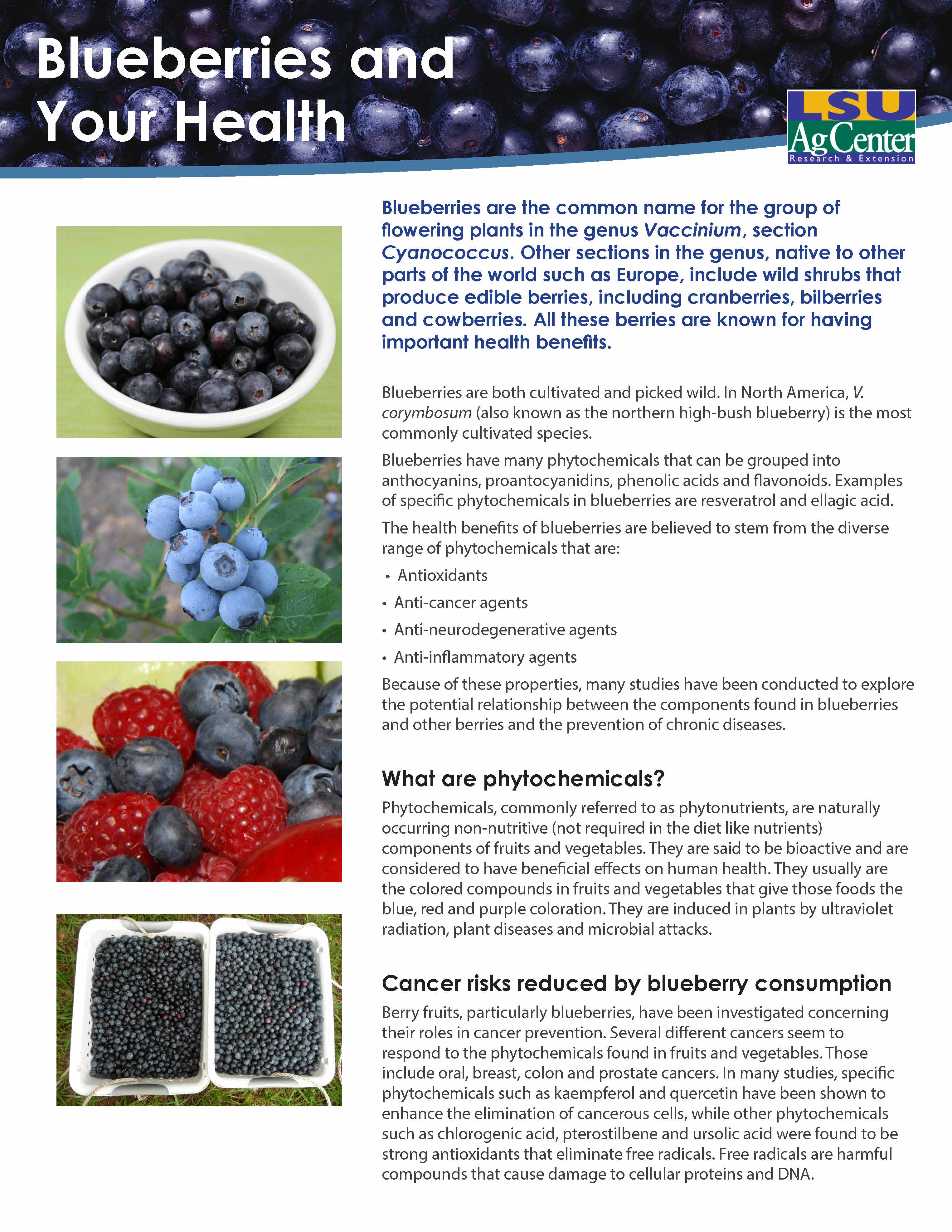 Blueberries and Your Health