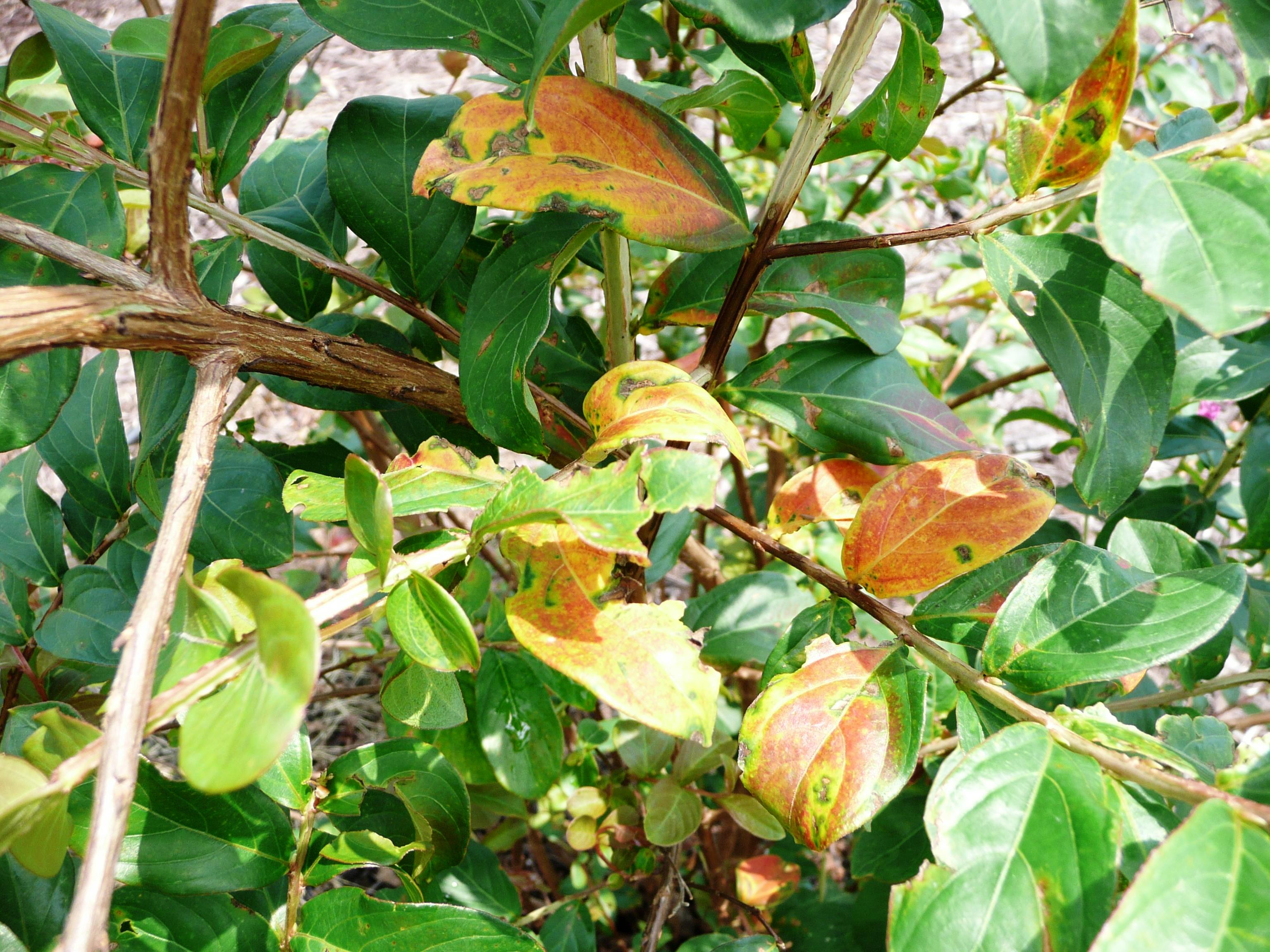 Crape Myrtle Care
