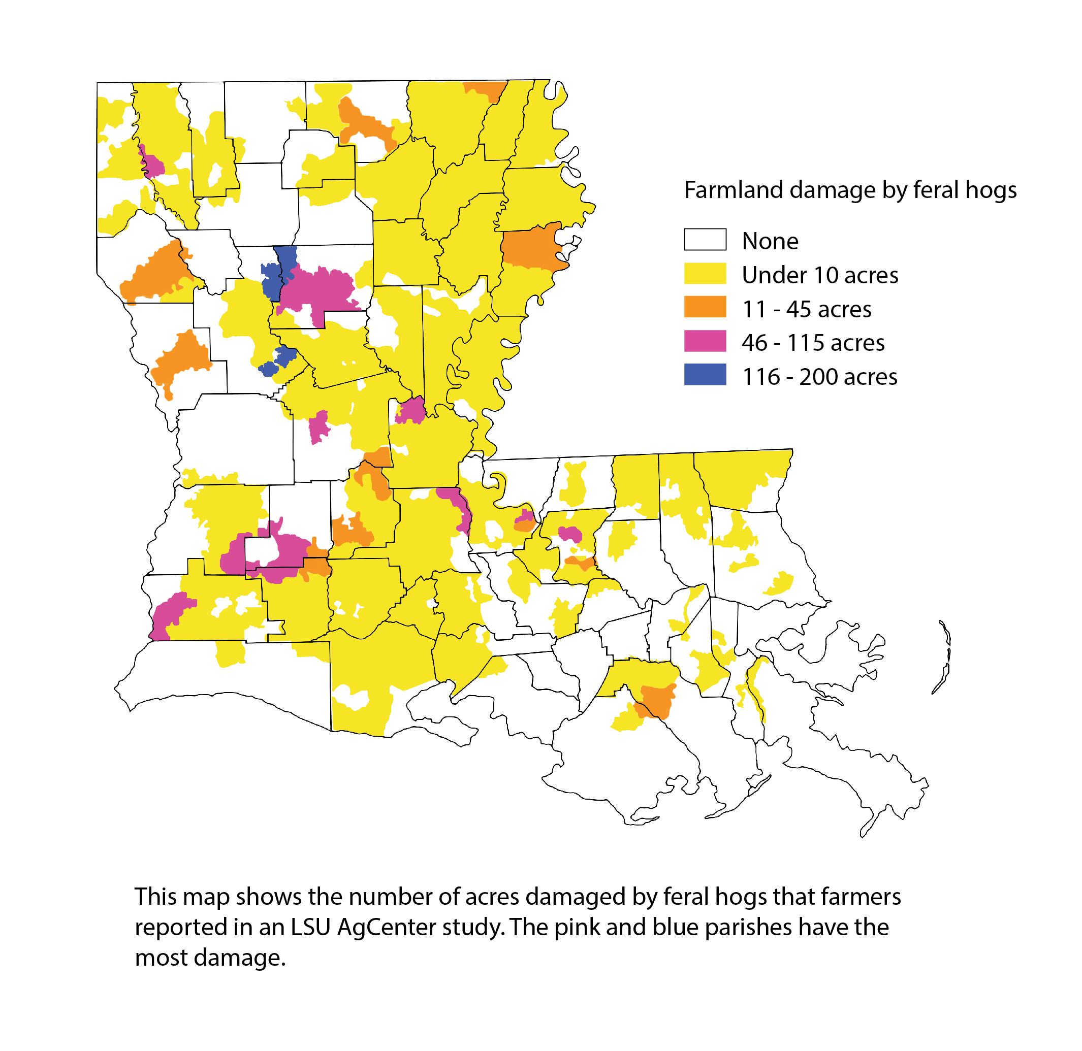 feral hog damage