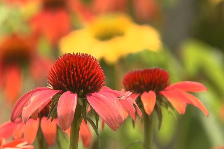 Cheyene Spirit coneflowers offer diverse colors