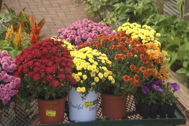 Fall mums come in three types