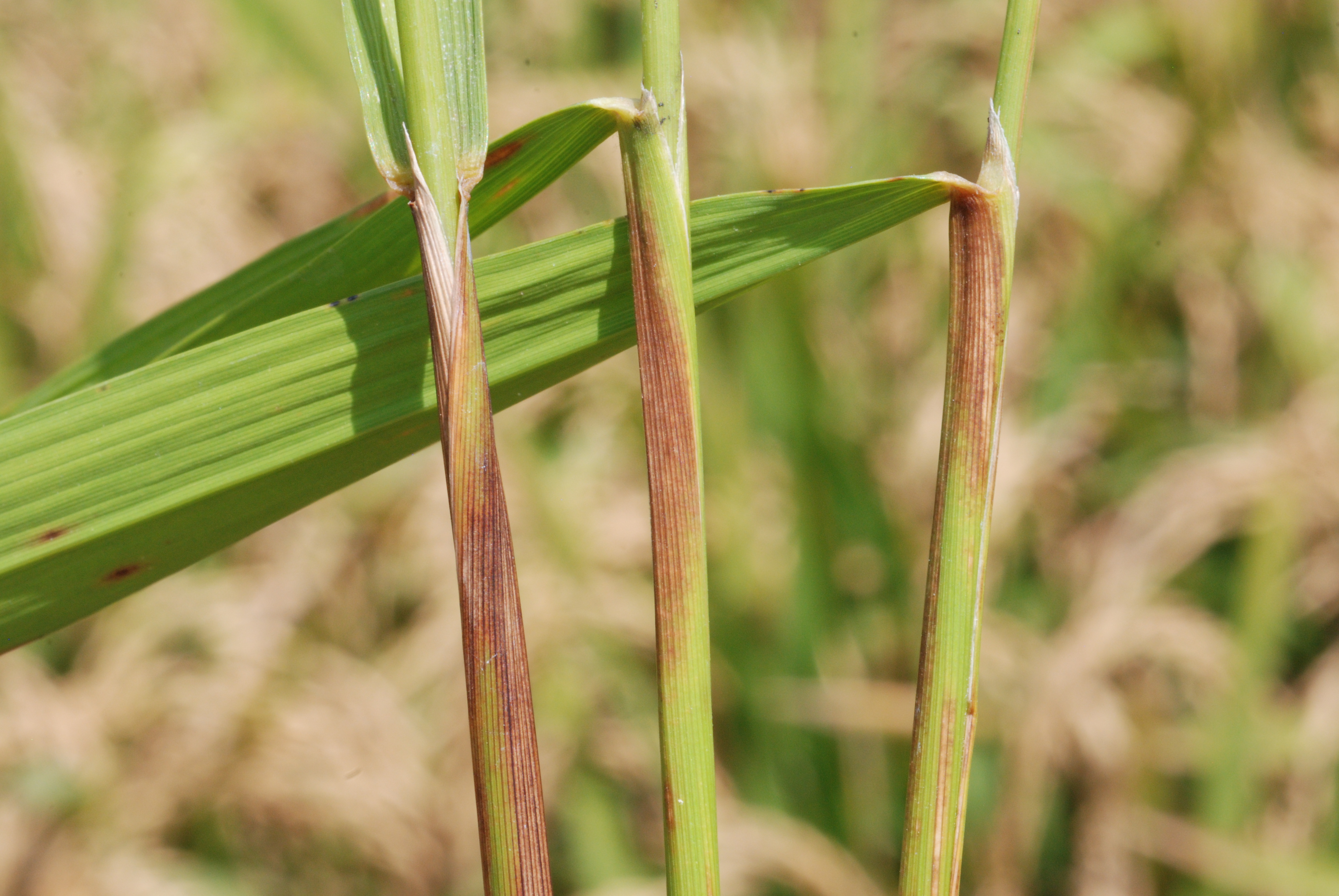 Flag Leaf Sheath Infection