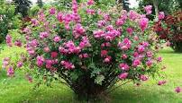 rosesjpg