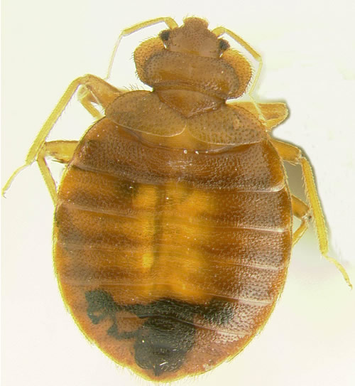 Adult bed bug.