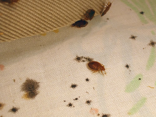 Bed bug fecal droppings.