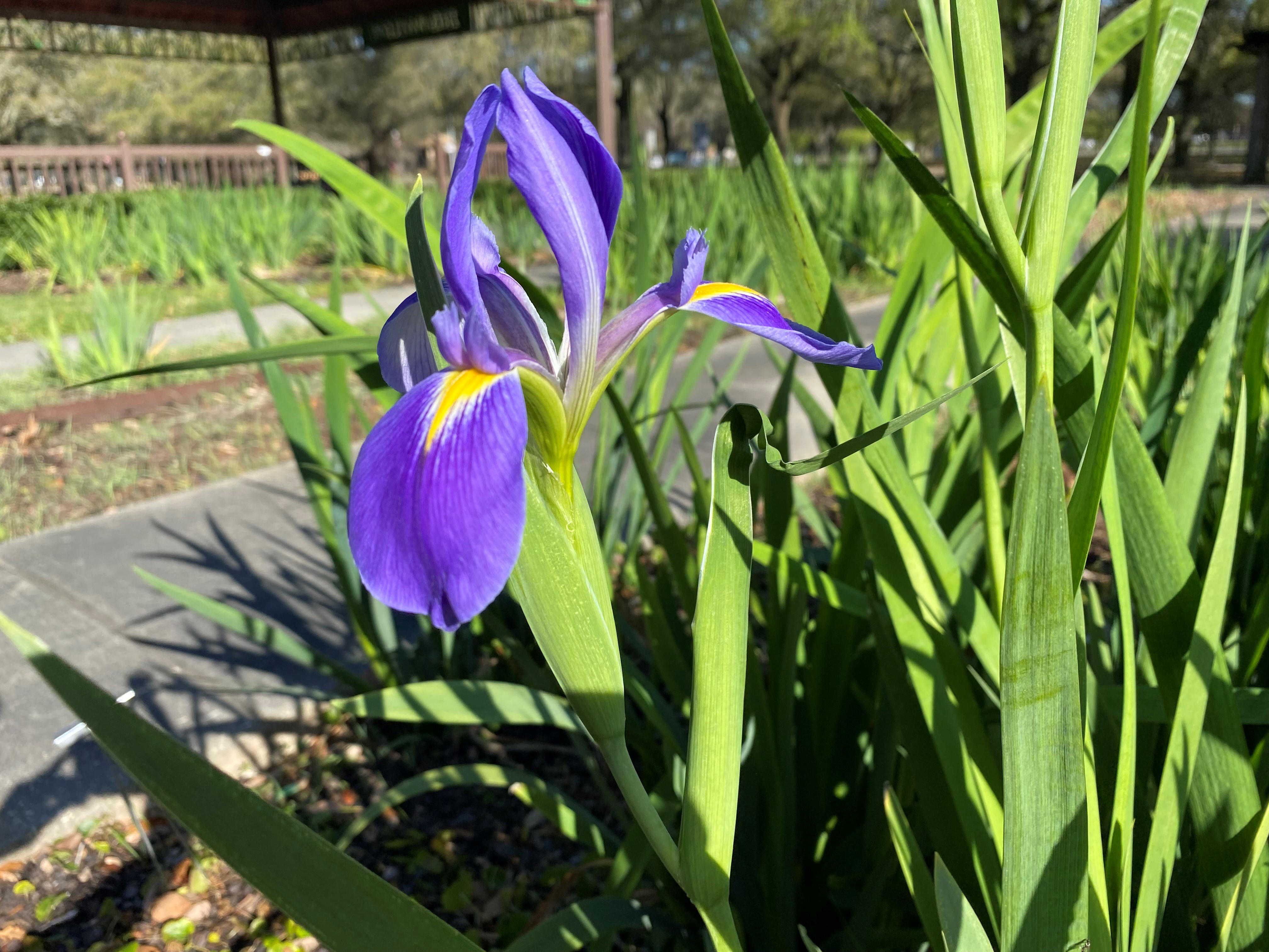 Louisiana iris named spring 2022 Louisiana Super Plant selection