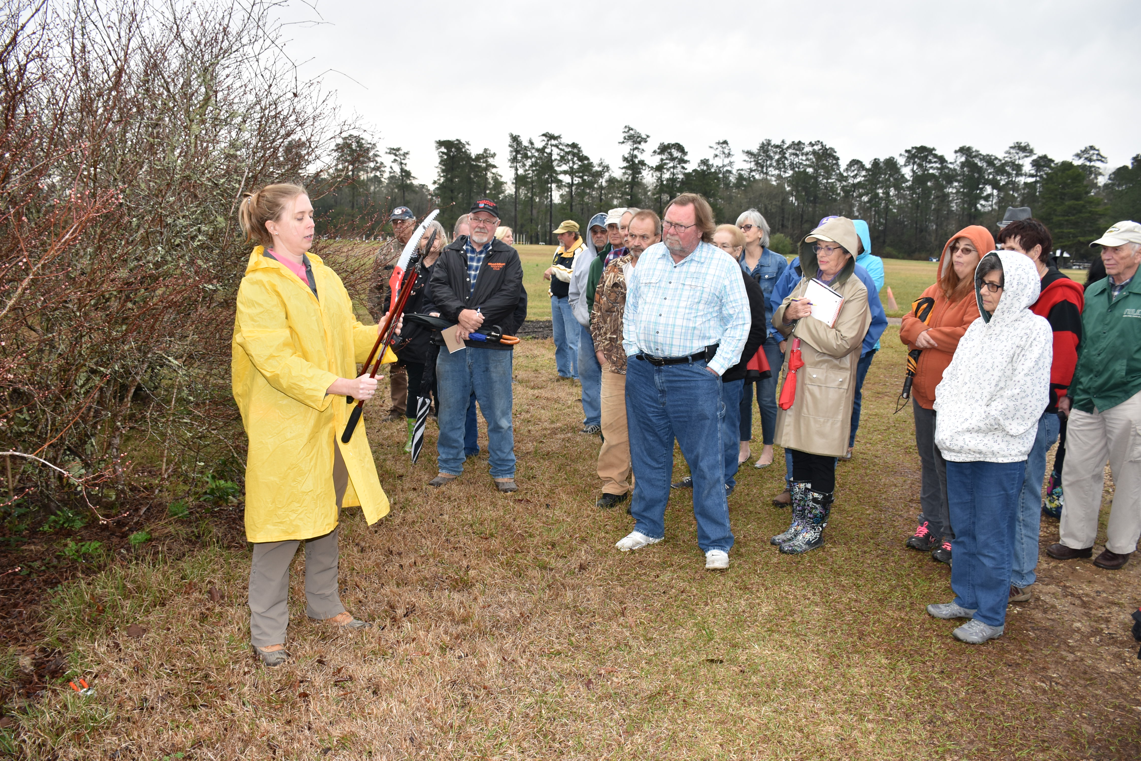 Proper pruning promotes easy picking on blueberry bushes