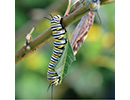 Monarchcaterpillarjpg