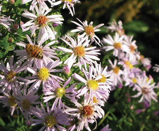 A grouping of pinkish white aster blossoms with a large bee in the center of one of the flowers.