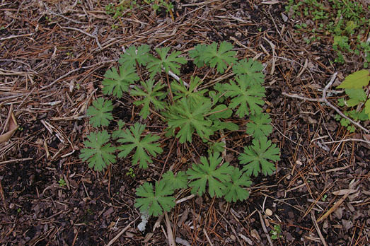 Large, textured, green leaves of wild geranium growing in the landscape.