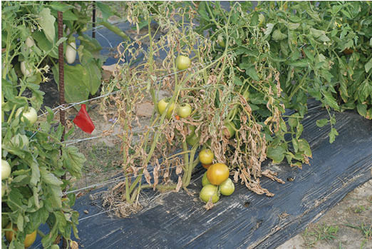 Photo of wilted tomato plants planted in raised rows.