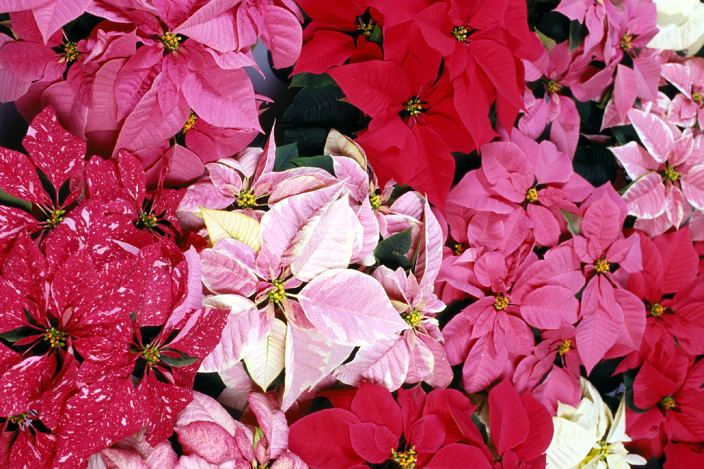 poinsettias.jpg thumbnail