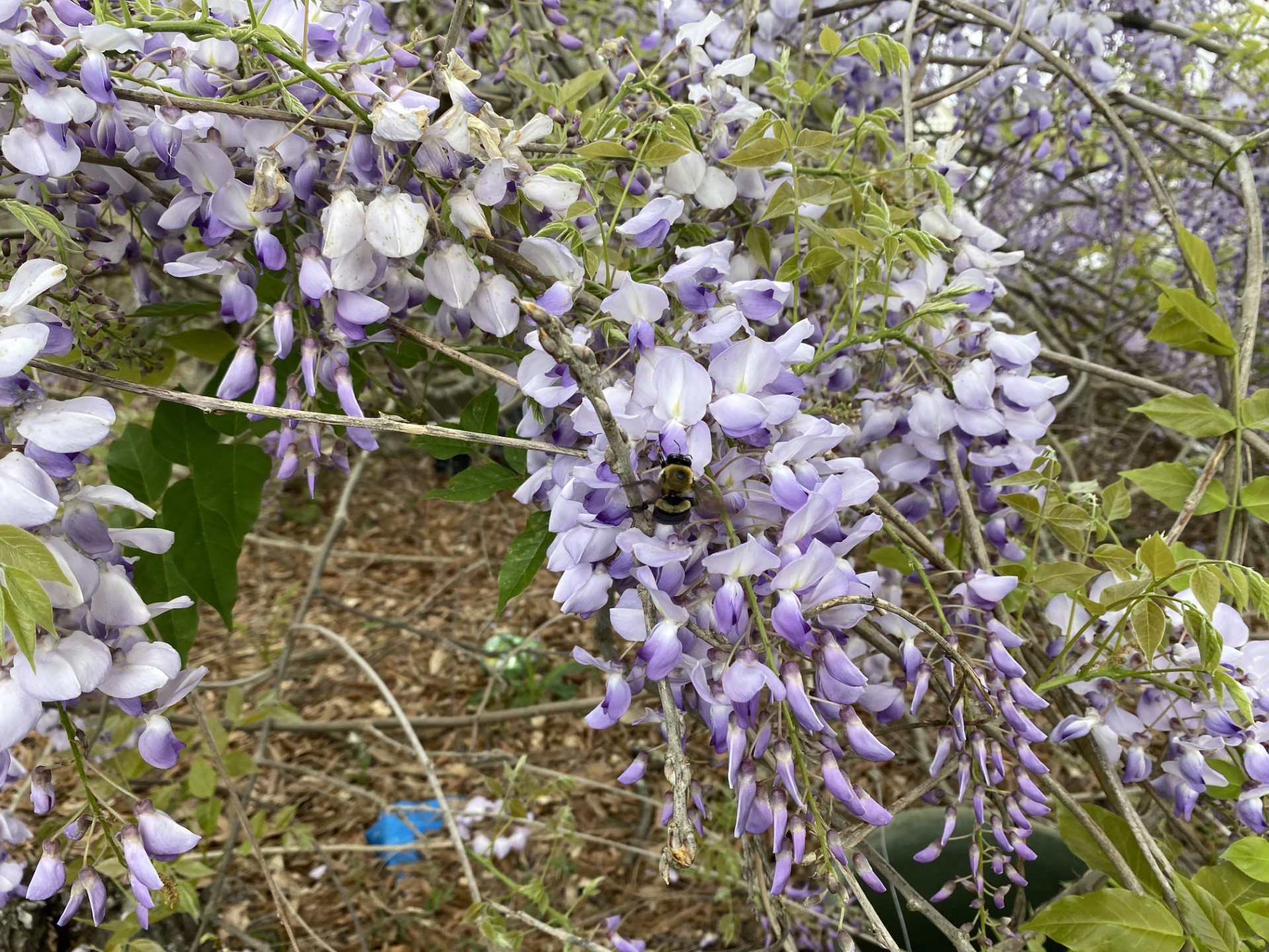 Purple flowers.