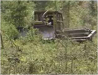 Site Preparation and Reforestation Video