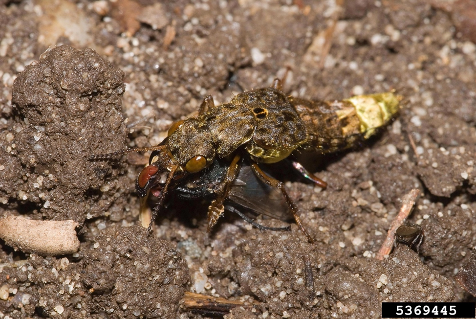 Ontholestes_cingulatus.png thumbnail